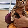 Trixie joined the competition — help win amazing prizes! cat, kitten, tabby, pet, animal, hands, person, holding, close_up, indoor, jacket, orange_shirt, fur, whiskers, curious, face, ears, tail, background, mesh_screen