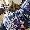 Trixie is registered to the contest to win money with this photo: kitten, cat, sleeping, floral_pattern, arm, person, indoor, cozy, resting, tabby, feline, comfort, soft_light, furniture, chair, background, patterned_clothing, closeup, nap, domestic