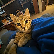 Trixie is registered to the contest to win money with this photo: cat, kitten, tabby, indoor, living_room, blanket, furniture, bookshelf, window, cozy, curious, pet, animal, closeup, carpet, relaxing, domestic, cute, young, portrait