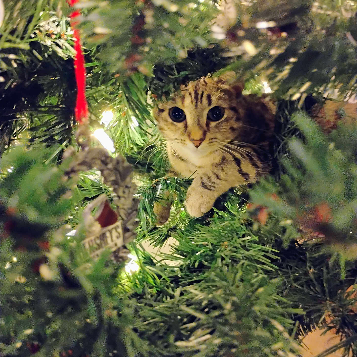 Trixie joined the competition — help win amazing prizes! cat, christmas_tree, ornament, greenery, lights, decorations, holiday, festive, animal, pet, curious, feline, branch, close_up, indoor, cute, holiday_decor, nature, whiskers, eyes