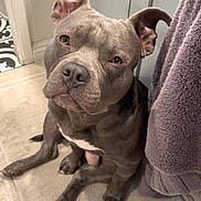 Momo is registered to the contest to win money with this photo: dog, pitbull, pet, indoor, bathroom, rug, towel, gray, curious, sitting, ears, looking_up, floor, cabinet, cute, animal, domestic, companion, canine, portrait