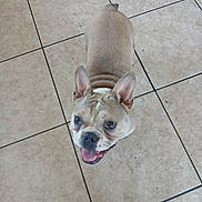 Sadie joined the competition — help win amazing prizes! animal, canine, companion, cute, dog, domestic, ears, floor, french_bulldog, happy, indoor, looking_up, muzzle, pet, portrait, short_hair, smiling, standing, tile, tongue