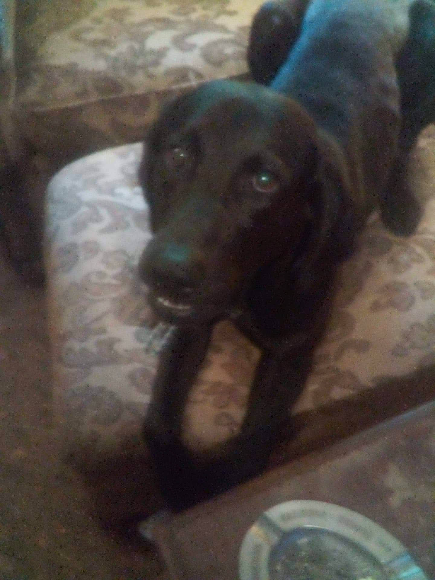 Abe is registered to the contest to win money with this photo: borador, canidae, carnivore, companion_dog, dog, dog_breed, flooring, fur, gun_dog, hunting_dog, labrador_retriever, liver, pet_supply, retriever, snout, sporting_group, tableware, terrestrial_animal, whiskers, working_animal