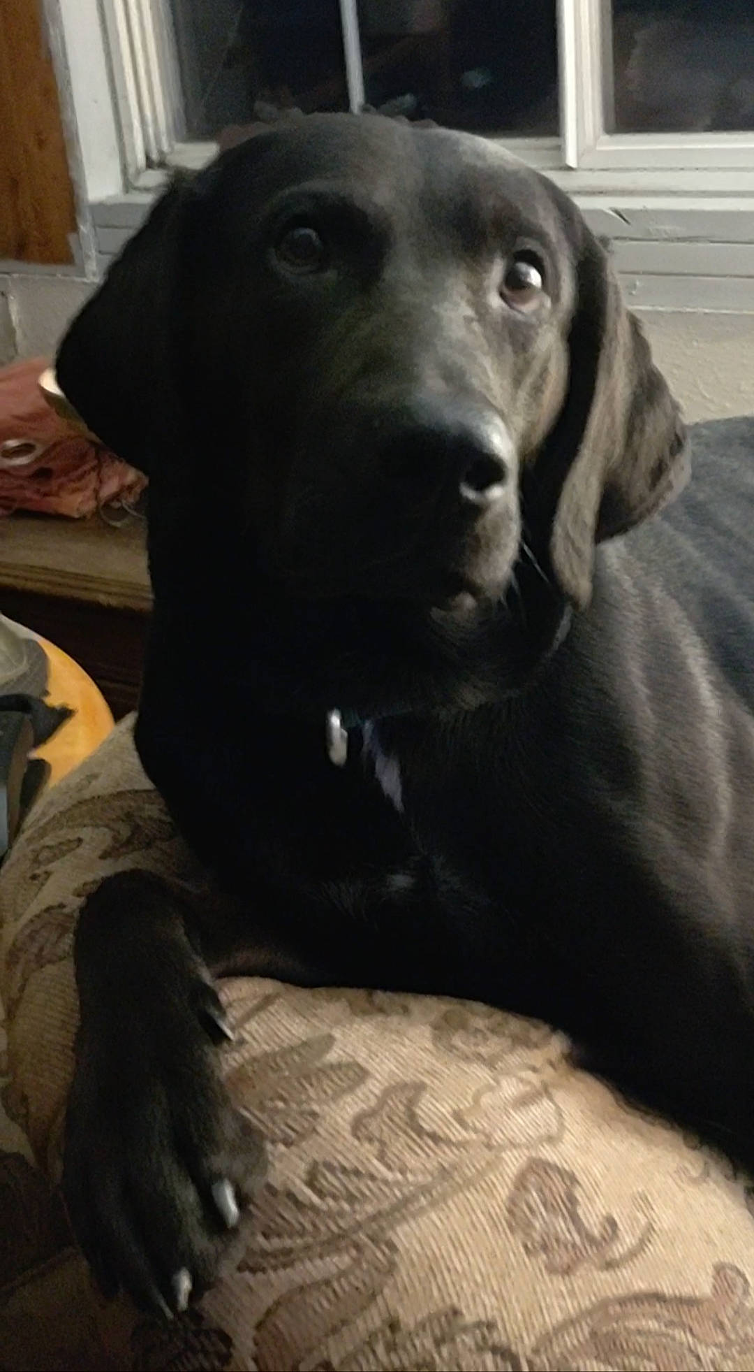 Abe joined the competition — help win amazing prizes! borador, canidae, carnivore, comfort, companion_dog, dog, dog_breed, dog_collar, fur, grey, guard_dog, gun_dog, liver, monochrome_photography, pet_supply, snout, sporting_group, tints_and_shades, whiskers, working_animal