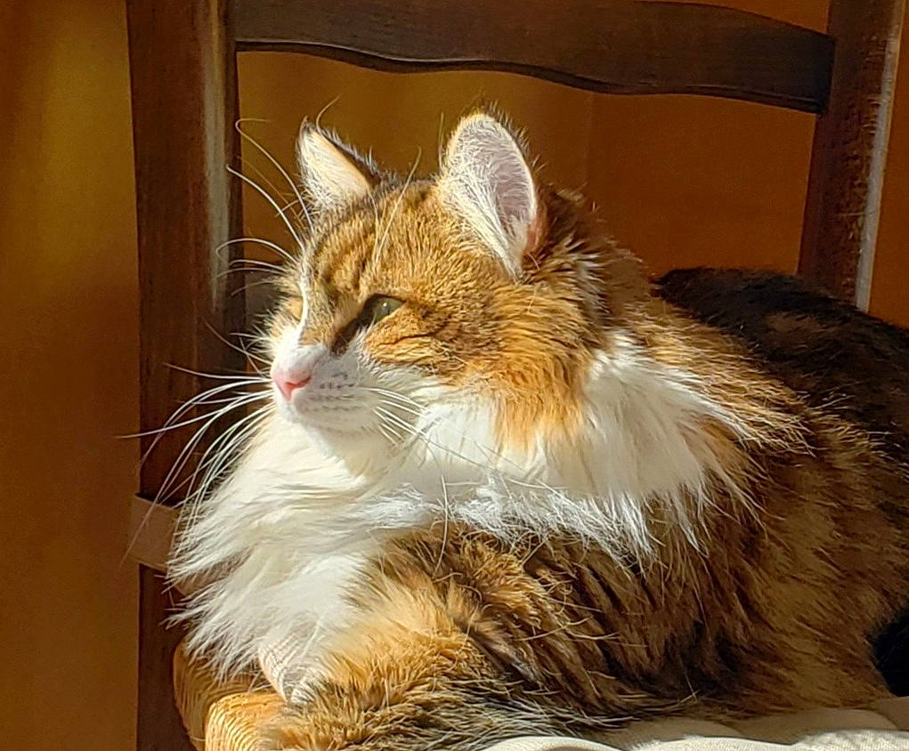 Piana participe au concours pour gagner de l'argent avec cette photo : carnivore, cat, claw, domestic_short_haired_cat, fawn, felidae, fur, maine_coon, paw, small_to_medium_sized_cats, snout, tail, terrestrial_animal, whiskers, window, wood