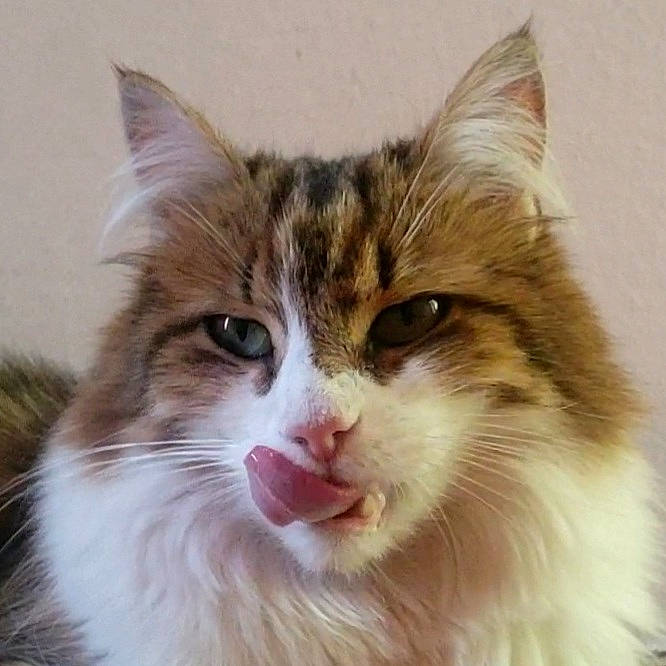 Piana a rejoint le concours — aidez-le/la à gagner de superbes lots ! carnivore, cat, domestic_short_haired_cat, eye, fawn, felidae, fur, hair, head, maine_coon, small_to_medium_sized_cats, snout, terrestrial_animal, whiskers