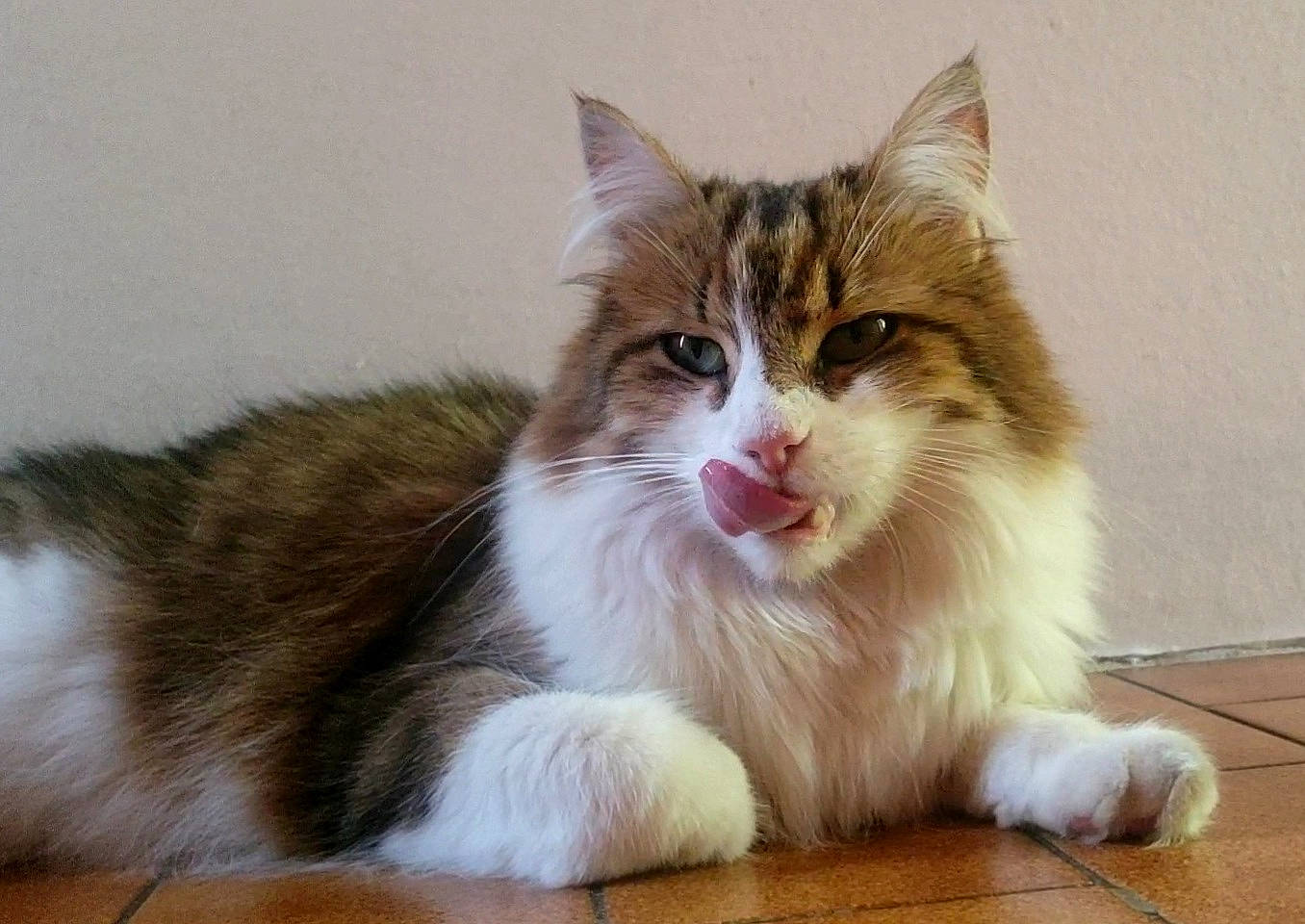 Piana a rejoint le concours — aidez-le/la à gagner de superbes lots ! box, carnivore, cat, claw, domestic_short_haired_cat, door_mat, fawn, felidae, flooring, fur, hardwood, paw, small_to_medium_sized_cats, snout, tail, terrestrial_animal, varnish, whiskers, wood, wood_flooring