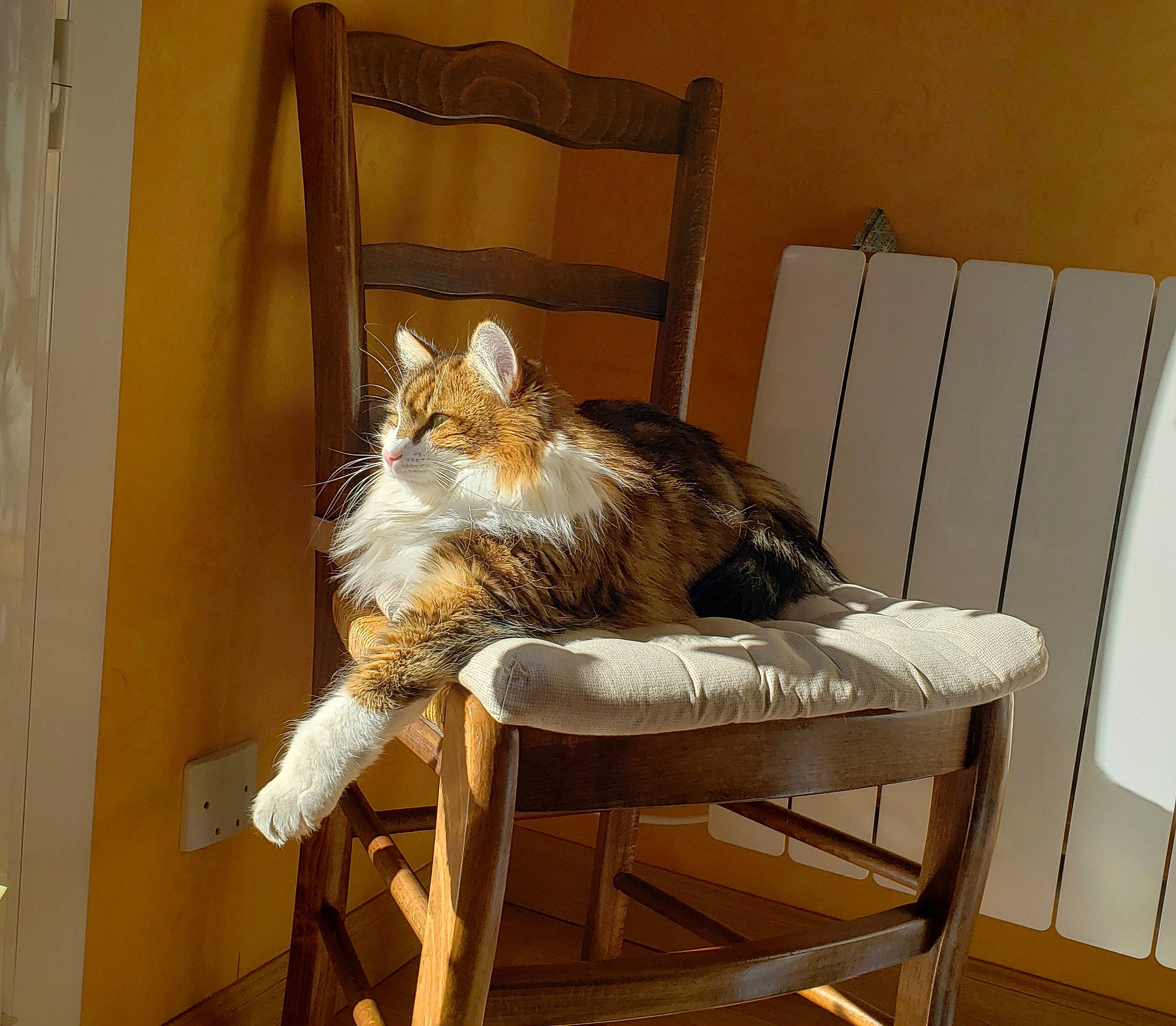 Piana participe au concours pour gagner de l'argent avec cette photo : canidae, carnivore, cat, cat_supply, chair, comfort, companion_dog, domestic_short_haired_cat, fawn, felidae, fur, furniture, hardwood, living_room, room, small_to_medium_sized_cats, table, tail, whiskers, wood