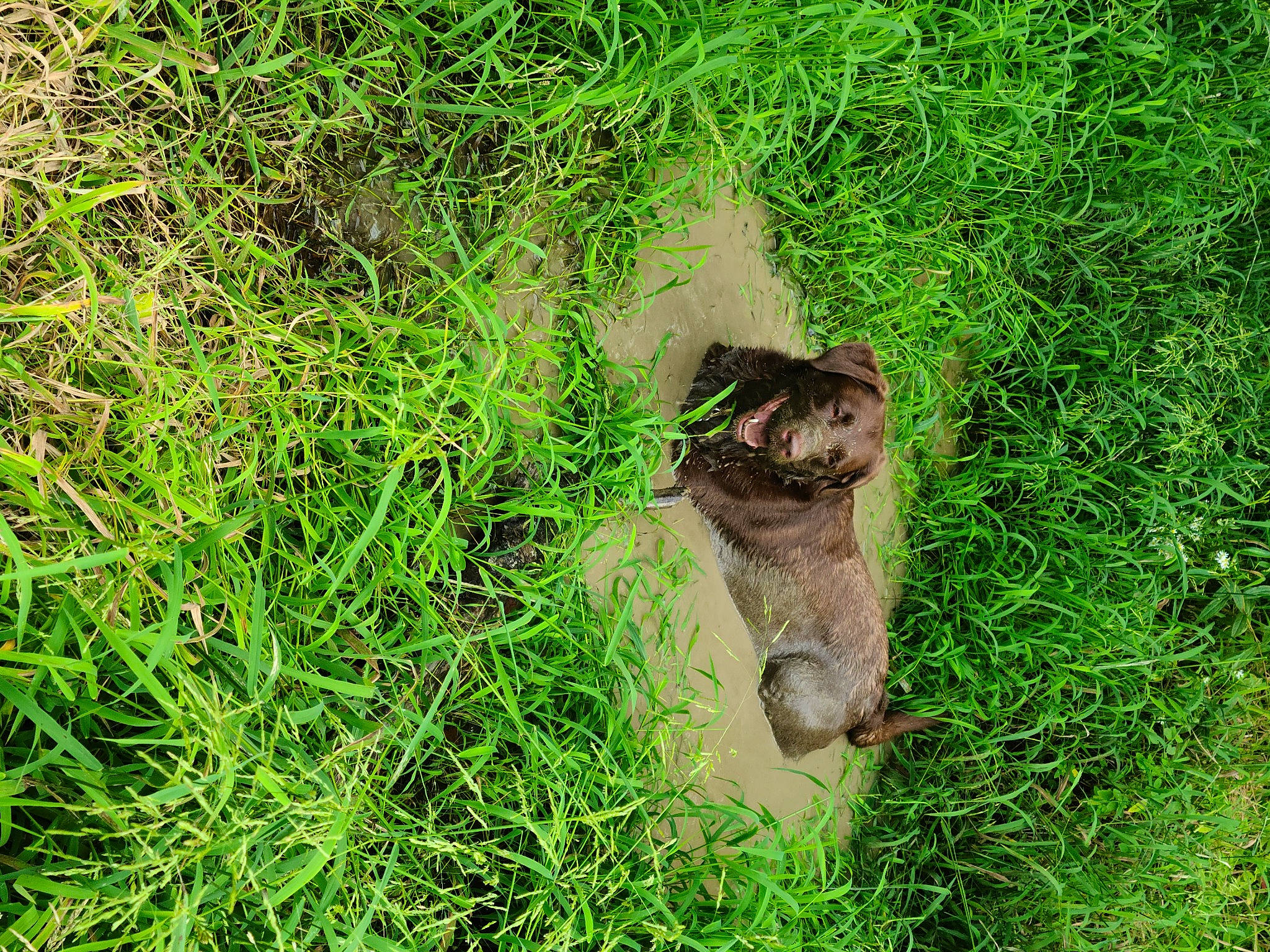 Sassi is registered to the contest to win money with this photo: canidae, carnivore, dog_breed, fawn, grass, grassland, groundcover, herbaceous_plant, natural_landscape, pasture, plant, rodent, snout, sporting_group, tail, terrestrial_animal, terrestrial_plant, trunk, whiskers, working_animal