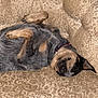 Luna is registered to the contest to win money with this photo: dog, sleeping, couch, beige, patterned_fabric, relaxed, pet, indoor, fur, canine, collar, resting, comfort, paw, snout, home, domestic_animal, cozy, animal, upside_down