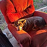 Luna is registered to the contest to win money with this photo: animal, armchair, canine, comfort, daylight, dog, domestic, fur, grass, home, nature, outdoor, pet, portrait, quiet, red_furniture, relaxed, resting, seat, sunlight