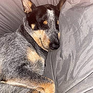 Luna joined the competition — help win amazing prizes! dog, sleeping, resting, fur, black, gray, tan, cozy, blanket, pet, animal, cute, peaceful, closeup, indoor, relaxation, napping, ears, snout, paw