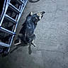 Luna joined the competition — help win amazing prizes! animal, bicycle, black_and_tan, concrete_floor, dog, fur, ground, ladder, lying_down, metal, night, outdoor, pet, playful, quiet, relaxed, resting, shadow, sidewalk, wheel