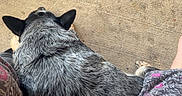 Luna is registered to the contest to win money with this photo: animal, black, casual, comfort, companion, concrete_floor, dog, floral_pattern, fur, gray, home, indoors, legs, patterned_pants, pet, pink, relaxation, resting, top_view, white
