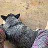dog, pet, concrete_floor, legs, patterned_pants, floral_pattern, pink, gray, black, white, fur, resting, indoors, casual, relaxation, animal, companion, comfort, home, top_view
