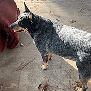 Luna is registered to the contest to win money with this photo: animal, concrete, daylight, dog, domestic_animal, dry_leaves, ears, fur, nature, outdoor, pet, pine_needles, playful, red_chair, shadow, side_view, standing, sunlight, tail, toy_dump_truck