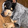 Luna is registered to the contest to win money with this photo: dog, sleeping, couch, paw, fur, relaxed, content, brown, resting, pet, canine, indoors, closeup, animal, cozy, comfortable, nap, fur_pattern, ears, snout