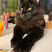 Soa a rejoint le concours — aidez-le/la à gagner de superbes lots ! animal, black_cat, blurred_background, cat, closeup, domestic_animal, feline, fluffy, fur, glass, houseplant, indoor, orange_juice, paws, pet, portrait, relaxed, table, whiskers, yellow_eyes