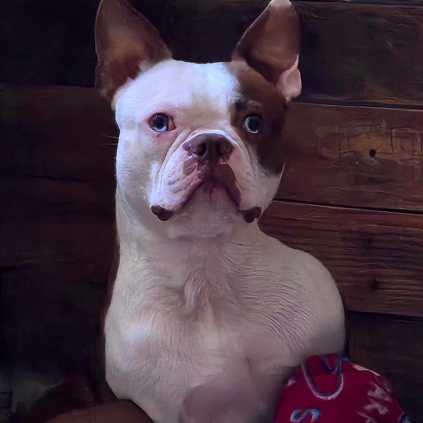 Remi joined the competition — help win amazing prizes! animal, bostonbull, boxer, bulldog, canine, dog, frenchbulldog, pet, pitbull, puppy, snout, whitedog