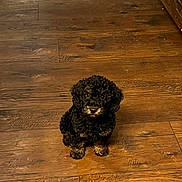 Prince joined the competition — help win amazing prizes! adorable, animal, black_dog, brown_paws, canine, companion, curly_fur, cute, dog, flooring, fur, home, indoor, looking_up, pet, puppy, sitting, small_dog, wooden_floor, young_dog