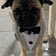 Pug-G joined the competition — help win amazing prizes! dog, pug, pet, tuxedo, bow_tie, costume, animal, floor, indoor, footwear, yellow_shoes, person, paw, cute, small_dog, standing, clothing, portrait, face, black_nose