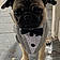 Pug-G