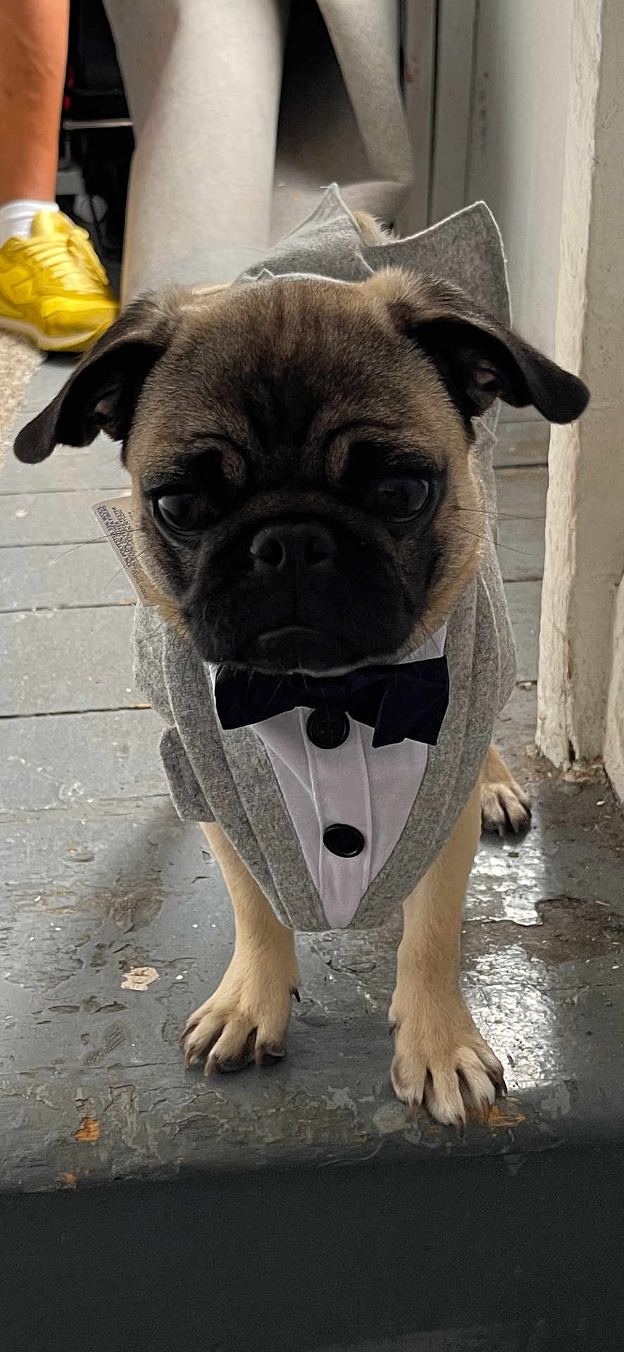 Pug-G