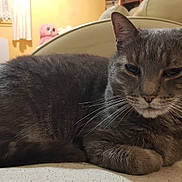 Grisou a rejoint le concours — aidez-le/la à gagner de superbes lots ! background, cat, chair, cozy, curled_up, domestic_animal, fur, furniture, gray_cat, household, indoor, light, pet, plush_toy, relaxed, resting, sleepy, tabby, warm_colors, whiskers