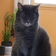 Grisou participe au concours pour gagner de l'argent avec cette photo : cat, gray_cat, indoor, plant, cactus, potted_plant, curtains, window, fur, sitting, pet, feline, whiskers, close_eyes, domestic_animal, cozy, quiet, relaxed, home, animal