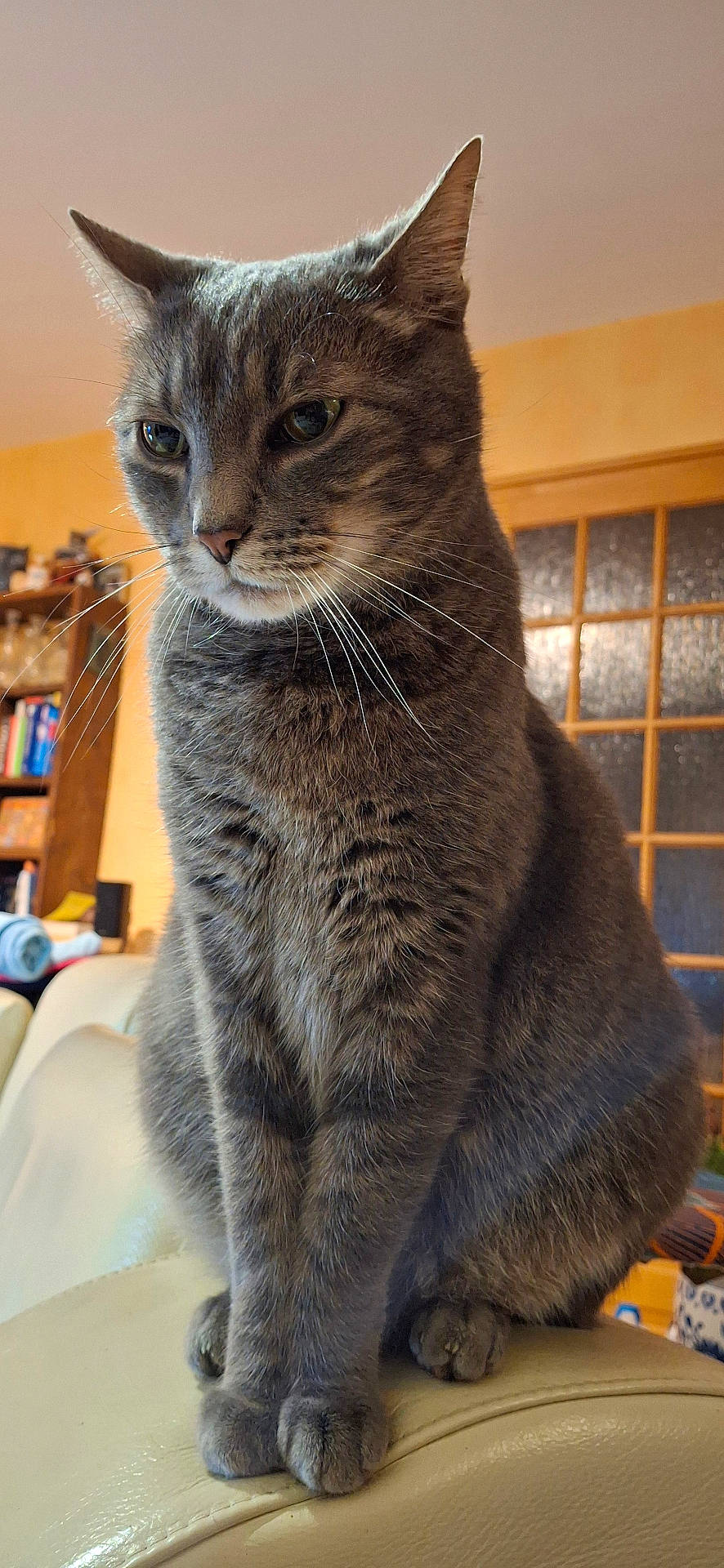 Grisou a rejoint le concours — aidez-le/la à gagner de superbes lots ! animal, cat, close_up, couch, domestic_animal, ears, feline, fur, furniture, gray_tabby, home, household, indoor, pet, portrait, relaxed, sitting, whiskers, window, wood