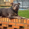 dog, canine, pet, muscular, short_hair, brown, gray, black, white_markings, sitting, lying_down, collar, face, eyes, ears, paws, brick_wall, backyard, grass, swimming_pool