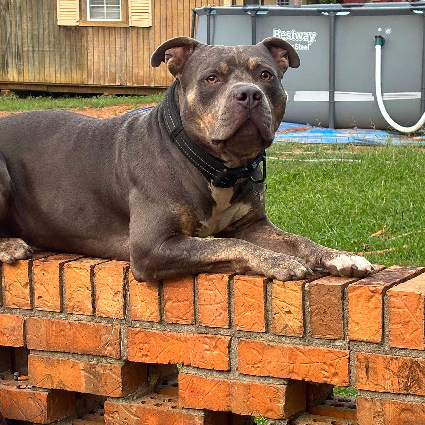 Cartel is registered to the contest to win money with this photo: dog, canine, pet, muscular, short_hair, brown, gray, black, white_markings, sitting, lying_down, collar, face, eyes, ears, paws, brick_wall, backyard, grass, swimming_pool