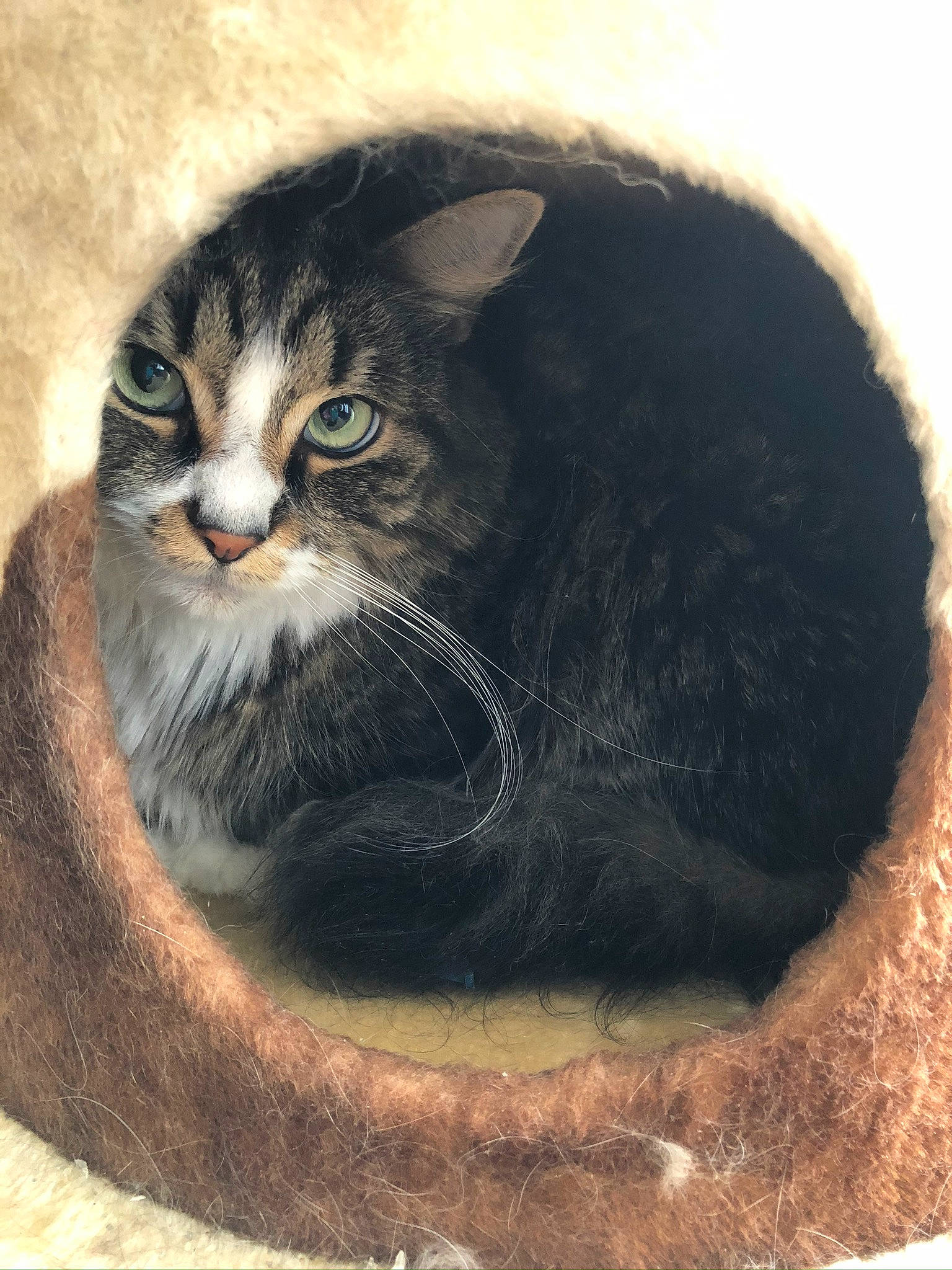 Hiro is registered to the contest to win money with this photo: carnivore, cat, cat_supply, domestic_short_haired_cat, felidae, fur, grey, paw, pet_supply, small_to_medium_sized_cats, snout, still_life_photography, tail, terrestrial_animal, whiskers, wildlife, window, wood