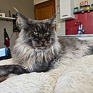 Uryos participe au concours pour gagner de l'argent avec cette photo : animal, bed, blanket, cat, cozy, domestic, door, feline, fluffy, furniture, green_eyes, indoor, jar, kitchen, long_hair, lying_down, maine_coon, pet, red_tiles, relaxed