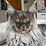 Uryos participe au concours pour gagner de l'argent avec cette photo : animal, cat, close_up, cute, domestic_cat, ears, feline, fluffy_fur, fur, indoor, long_hair, looking_at_camera, maine_coon, mammal, pet, portrait, relaxed, soft_background, whiskers, yellow_eyes
