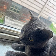 Tee joined the competition — help win amazing prizes! cat, gray_cat, feline, window, windowsill, indoor, pet, animal, fur, whiskers, ears, paws, close_up, daylight, house, glass, reflection, nature, resting, looking_out