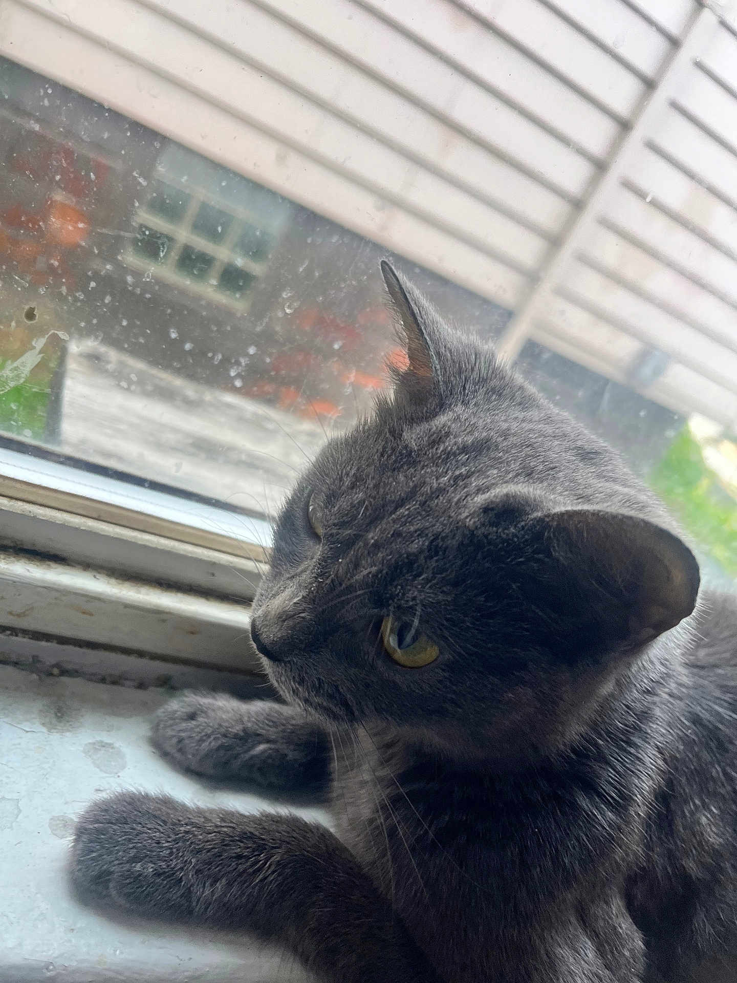 Tee joined the competition — help win amazing prizes! cat, gray_cat, feline, window, windowsill, indoor, pet, animal, fur, whiskers, ears, paws, close_up, daylight, house, glass, reflection, nature, resting, looking_out