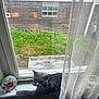 cat, windowsill, curtain, window, grass, brick_wall, stone, butterfly, faith, indoor, pet, gray_cat, animal, relaxing, daylight, home, decoration, feline, resting, nature_outside