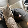cat, gray_cat, blurry, indoor, couch, black_hoodie, pet, lap, furry, animal, domestic_cat, feline, soft_focus, person, seated, back_view, cozy, relaxed, fur, home