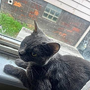 Teej joined the competition — help win amazing prizes! cat, gray_cat, windowsill, window, indoor, pet, animal, fur, whiskers, ears, face, yellow_eyes, curious, resting, home, glass, brick_wall, greenery, daylight, smudged_window