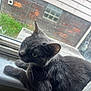 cat, gray_cat, windowsill, window, indoor, pet, animal, fur, whiskers, ears, face, yellow_eyes, curious, resting, home, glass, brick_wall, greenery, daylight, smudged_window