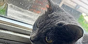 Teej is registered to the contest to win money with this photo: cat, gray_cat, feline, window, windowsill, indoor, pet, animal, fur, whiskers, ears, paws, close_up, daylight, house, glass, reflection, nature, resting, looking_out