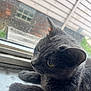 cat, gray_cat, feline, window, windowsill, indoor, pet, animal, fur, whiskers, ears, paws, close_up, daylight, house, glass, reflection, nature, resting, looking_out