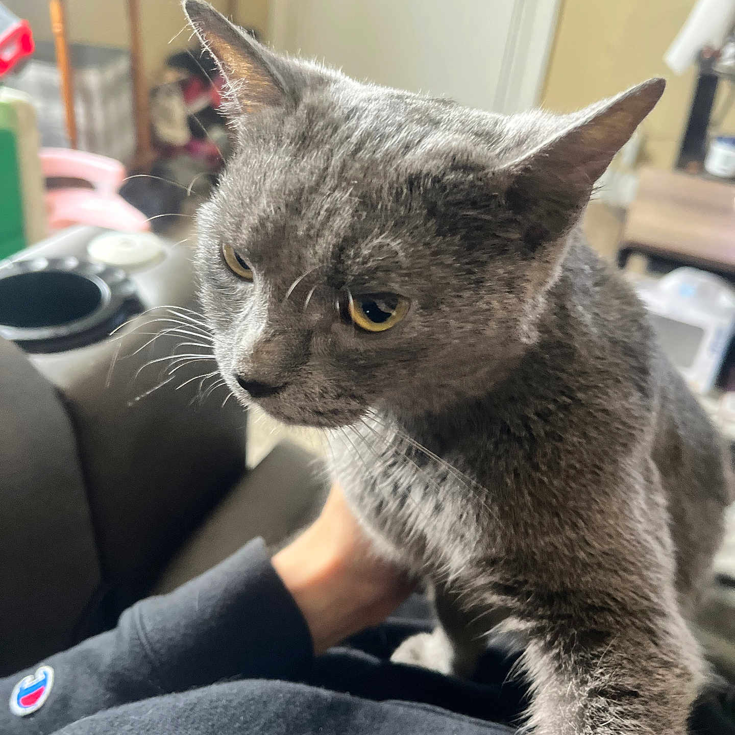 Teej joined the competition — help win amazing prizes! animal, black_clothing, cat, close_up, cozy, curious, domestic_animal, feline, fur, furniture, gray_cat, hand, household, indoor, living_room, person, pet, sweatshirt, unimpressed, whiskers