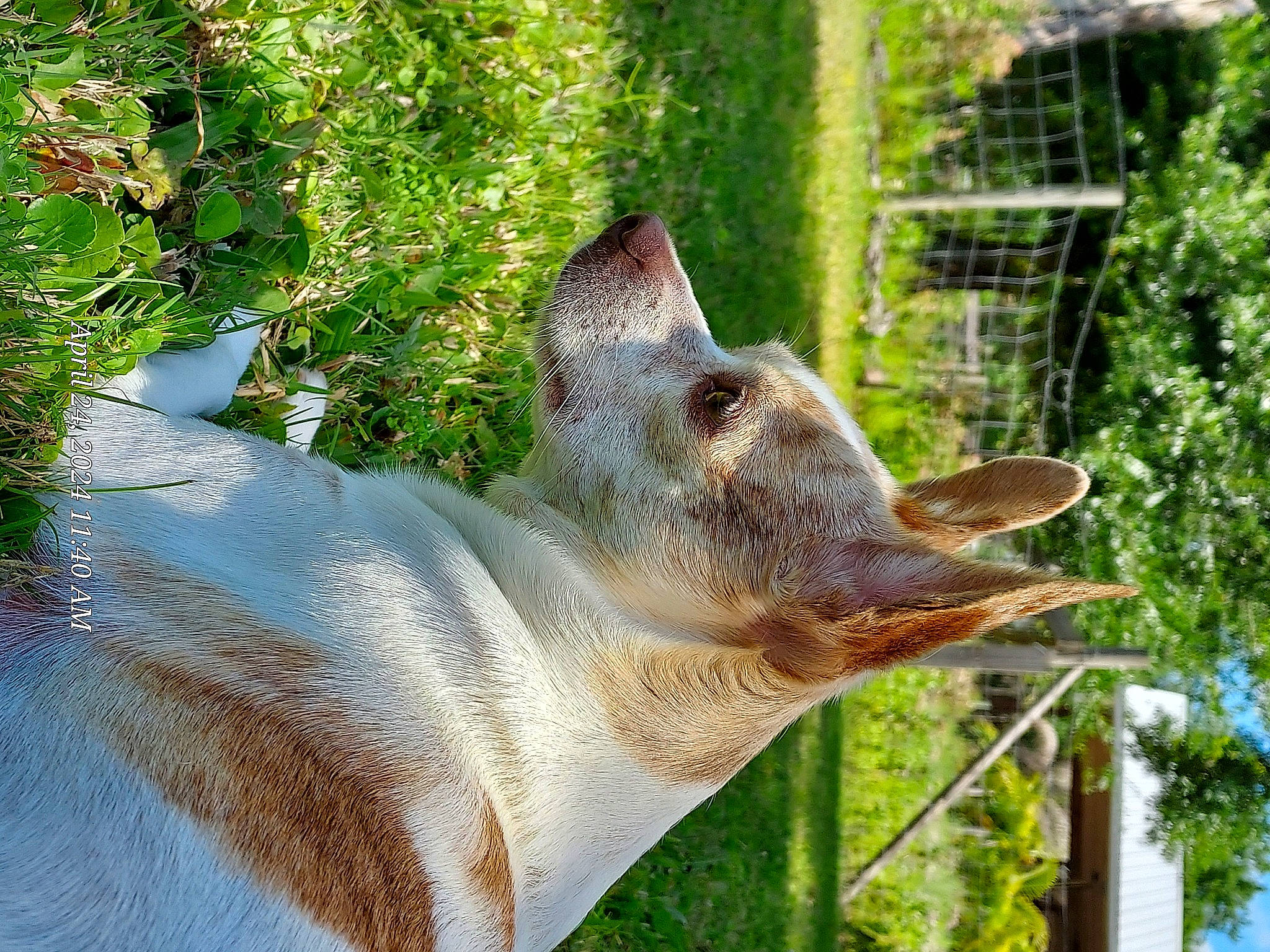 Mason joined the competition — help win amazing prizes! cow_goat_family, fawn, grass, groundcover, livestock, marsupial, plant, snout, tail, terrestrial_animal, terrestrial_plant, tree, trunk, wildlife, wood, working_animal, zoo