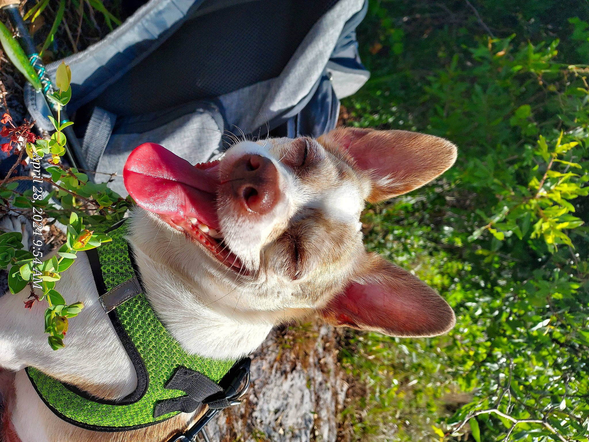Mason joined the competition — help win amazing prizes! canidae, carmine, carnivore, collar, dog_breed, fang, fawn, felidae, fur, grass, jaw, livestock, plant, small_to_medium_sized_cats, snout, sporting_group, tail, terrestrial_animal, whiskers, working_animal