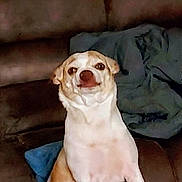 Mason joined the competition — help win amazing prizes! animal, blanket, brown_fur, couch, cushion, dog, eyes, face, funny, goofy, home, indoors, nose, pet, portrait, relaxed, sitting, smiling, sofa, white_fur