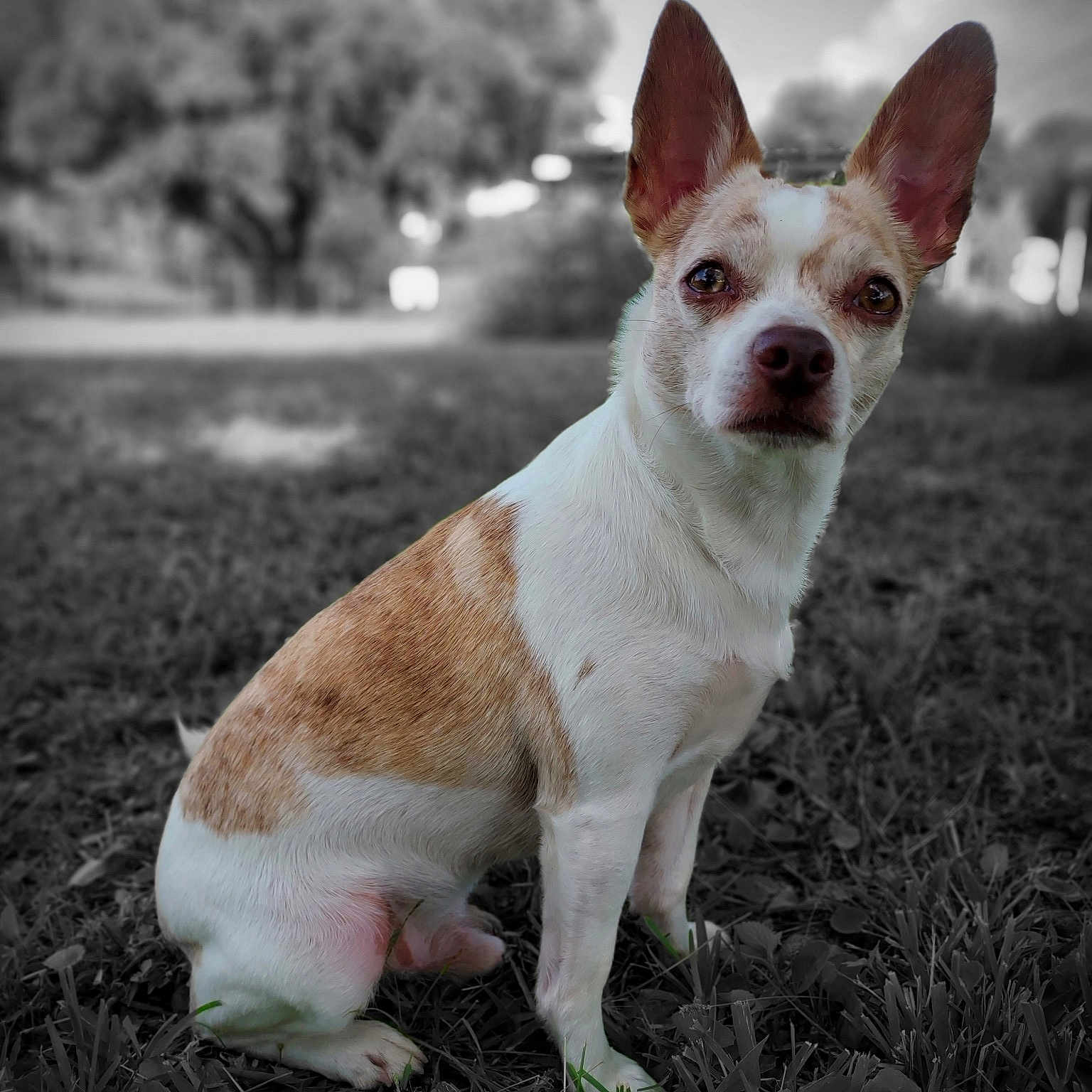Mason