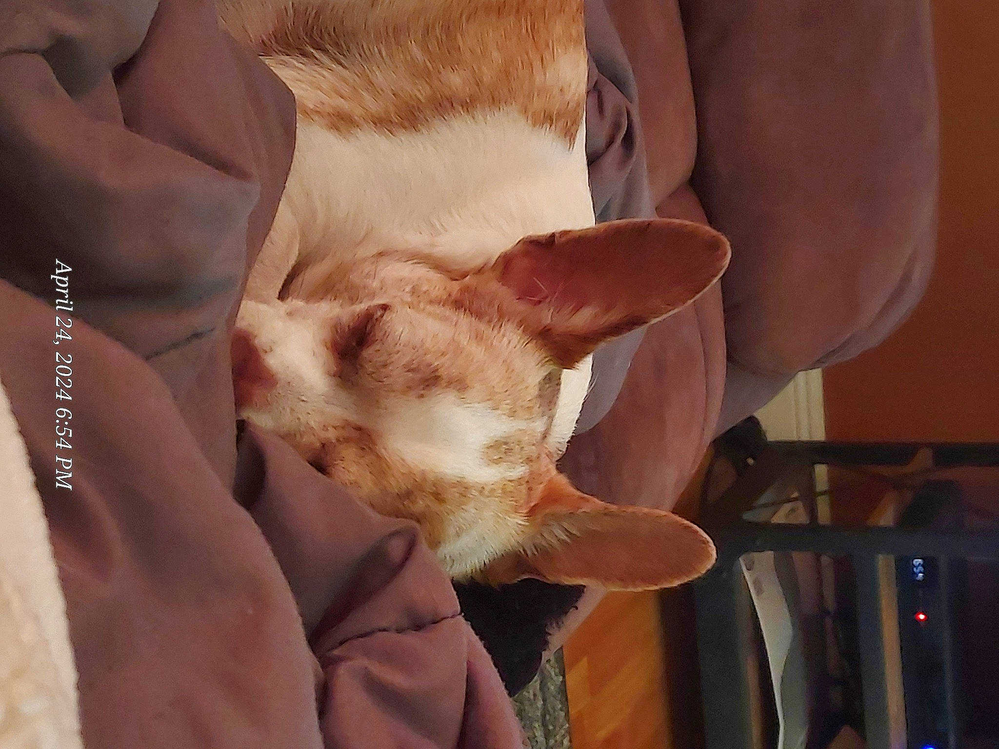 Mason joined the competition — help win amazing prizes! canidae, carnivore, cat, comfort, companion_dog, dog_breed, ear, eye, fawn, felidae, fur, gesture, human_leg, nail, paw, small_to_medium_sized_cats, snout, sporting_group, tail, whiskers