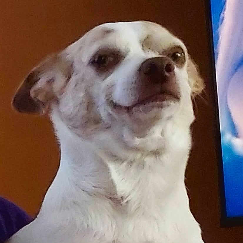 Mason joined the competition — help win amazing prizes! animal, canine, chihuahua, computerhardware, dog, electronics, face, hardware, head, hound, labradorretriever, monitor, person, pet, photography, portrait, puppy, screen, tv, whitedog